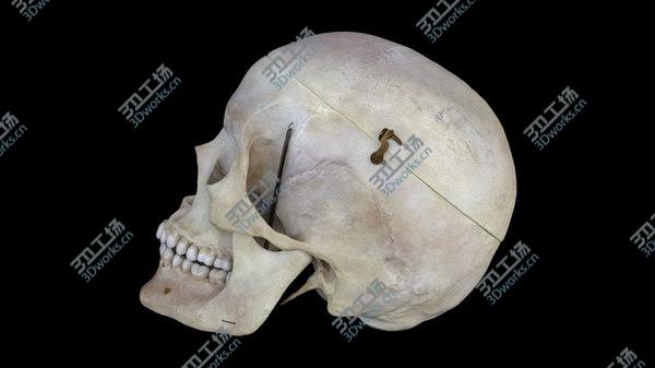 images/goods_img/20210312/Human Skull(1) 3D/3.jpg